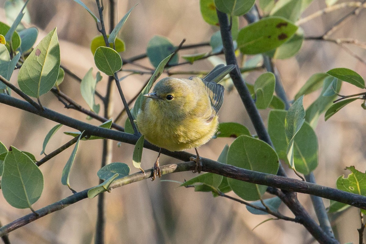 Orange-crowned Warbler - ML37126561