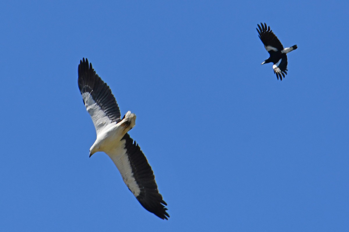 White-bellied Sea-Eagle - Peter & Shelly Watts