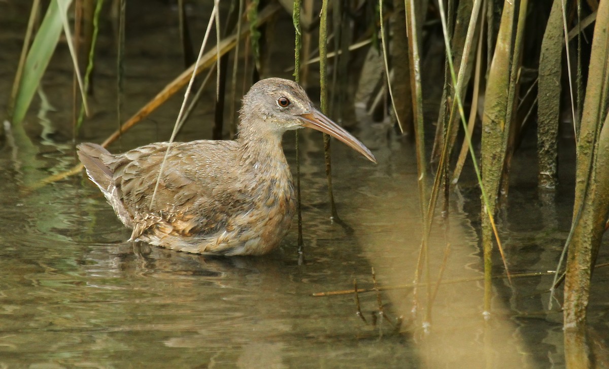 Clapper Rail - Ryan Schain