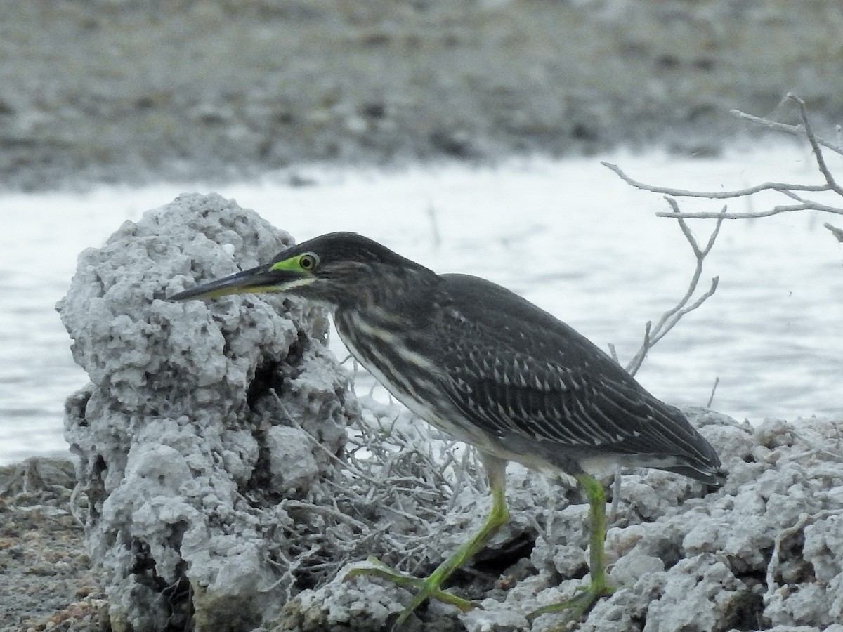 Striated Heron - ML371266431