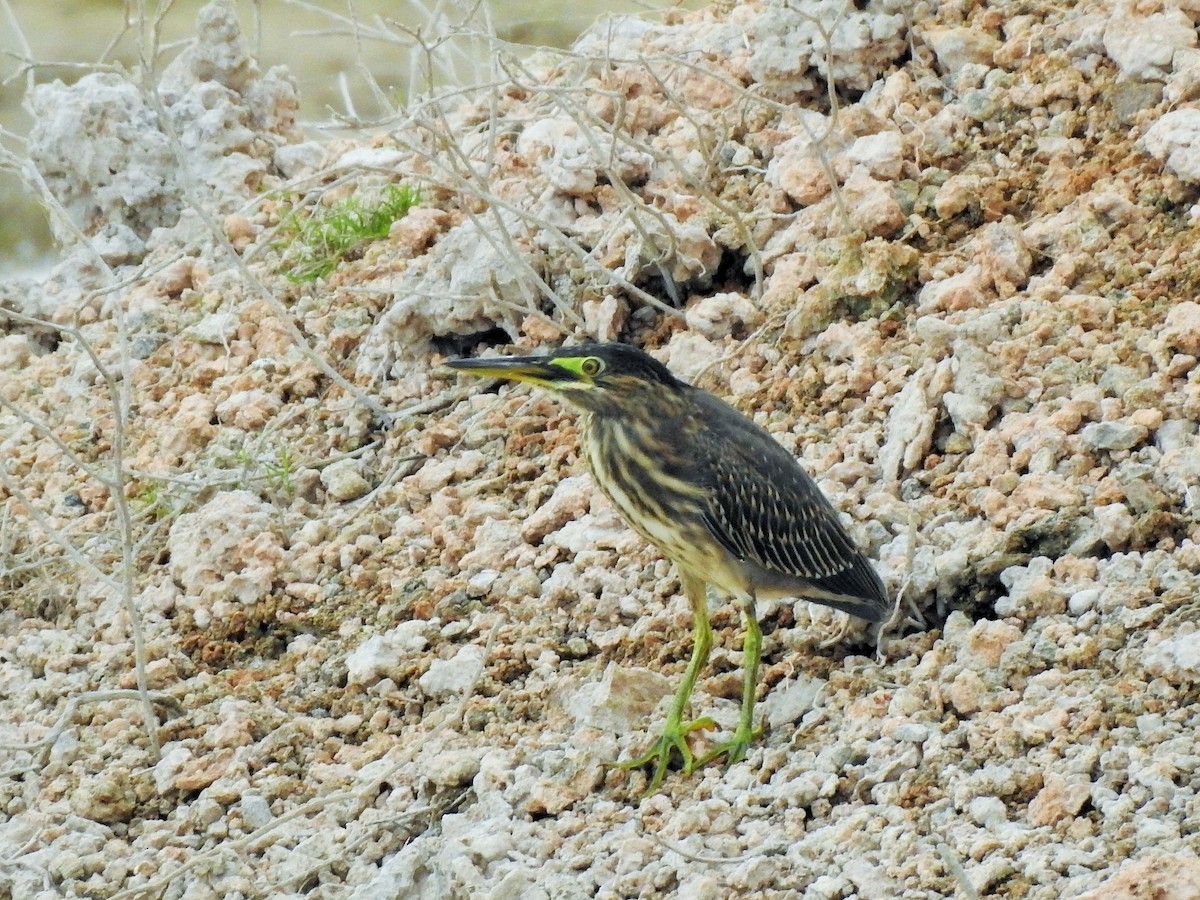 Striated Heron - ML371266501