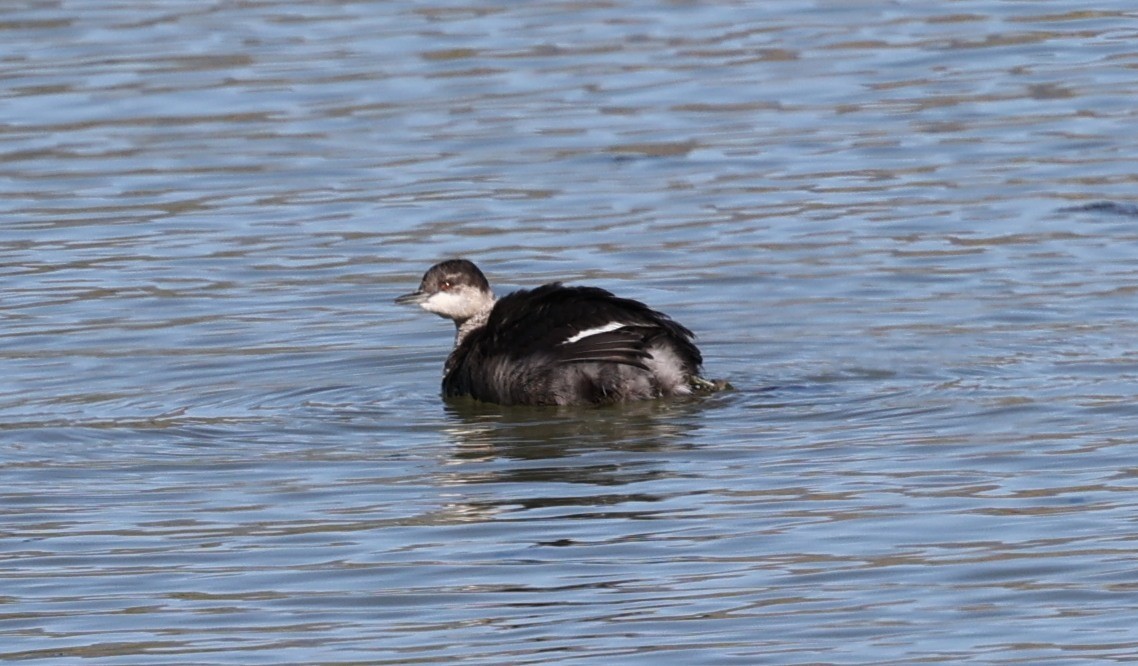 Eared Grebe - ML371266571