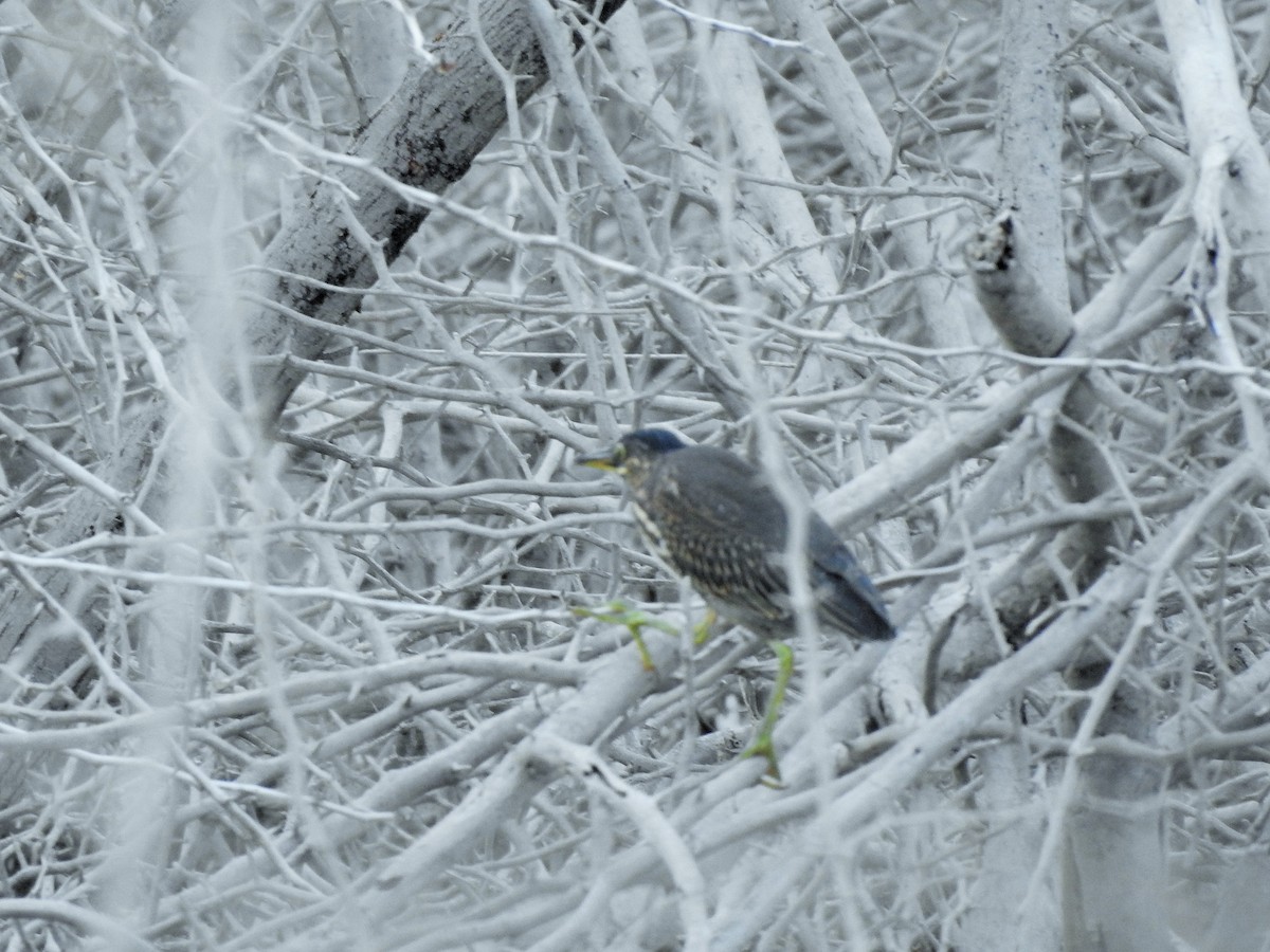 Striated Heron - ML371266631