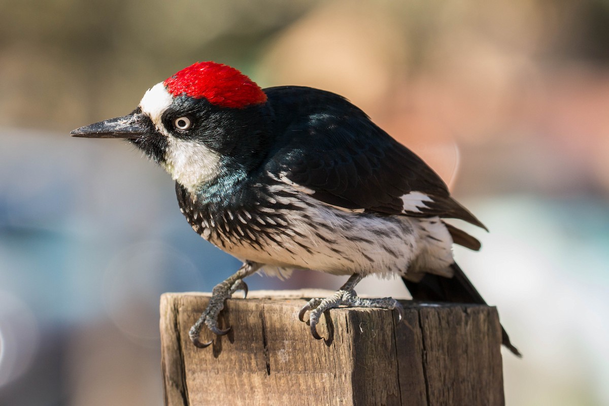 Acorn Woodpecker - Patrick Van Thull