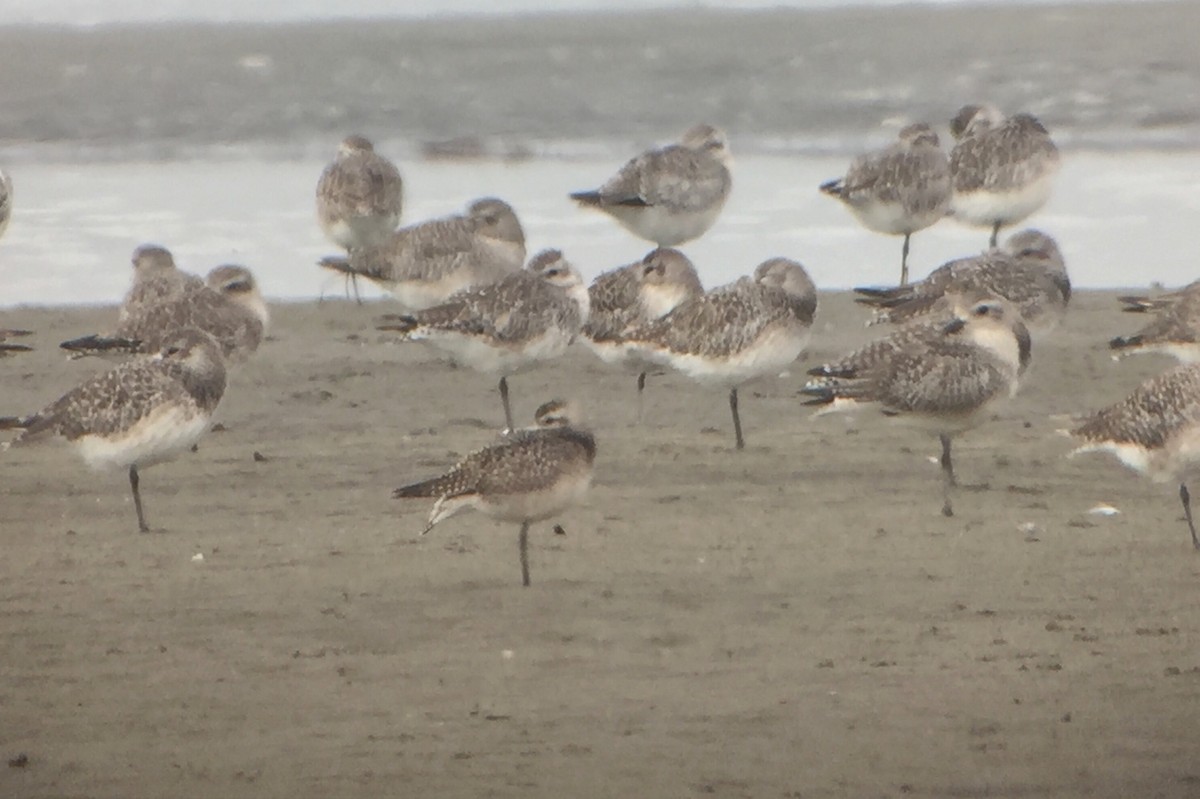 American Golden-Plover - ML37126801