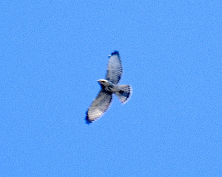 Broad-winged Hawk - Michael Rieser