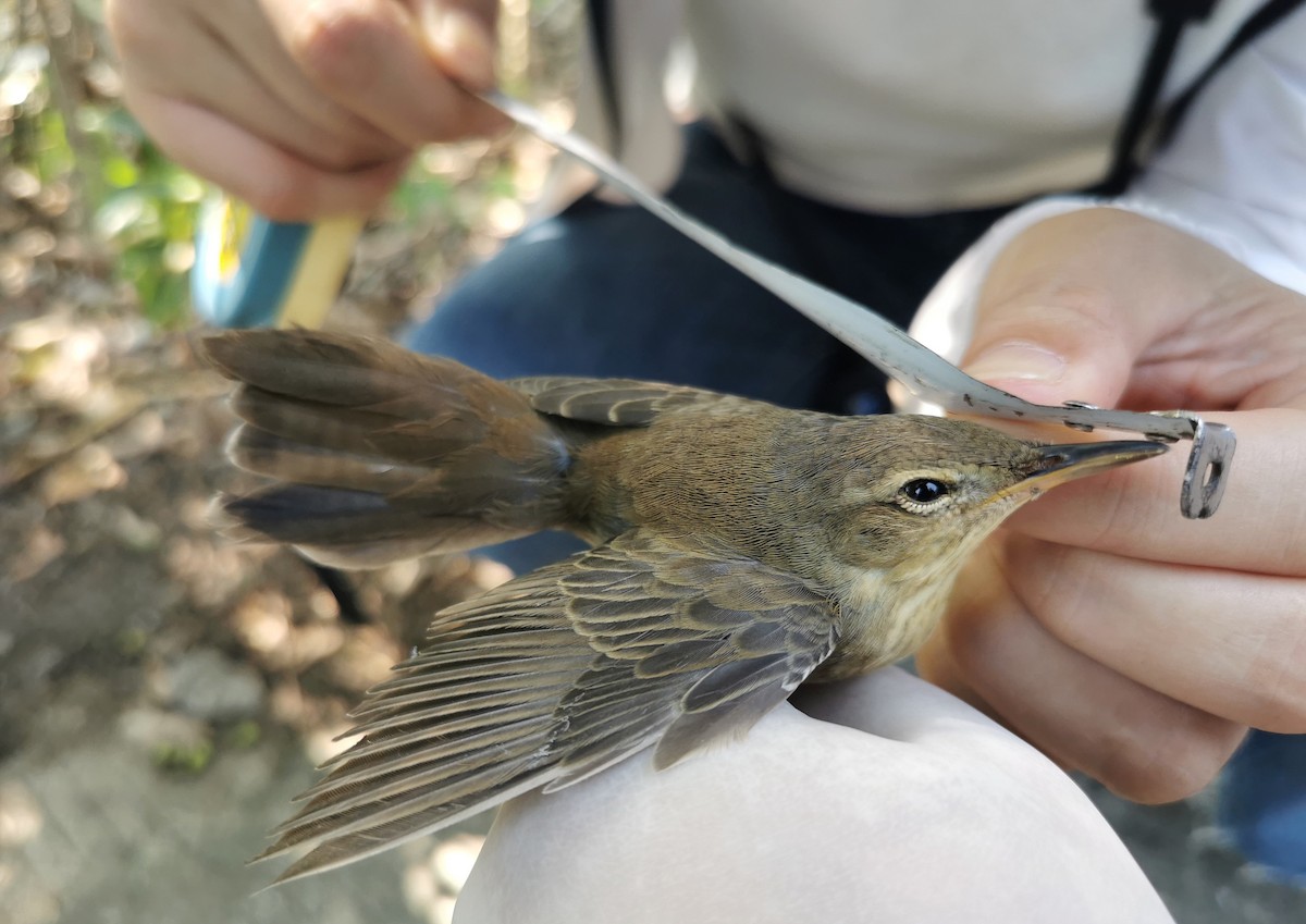 Middendorff's Grasshopper Warbler - ML371275901