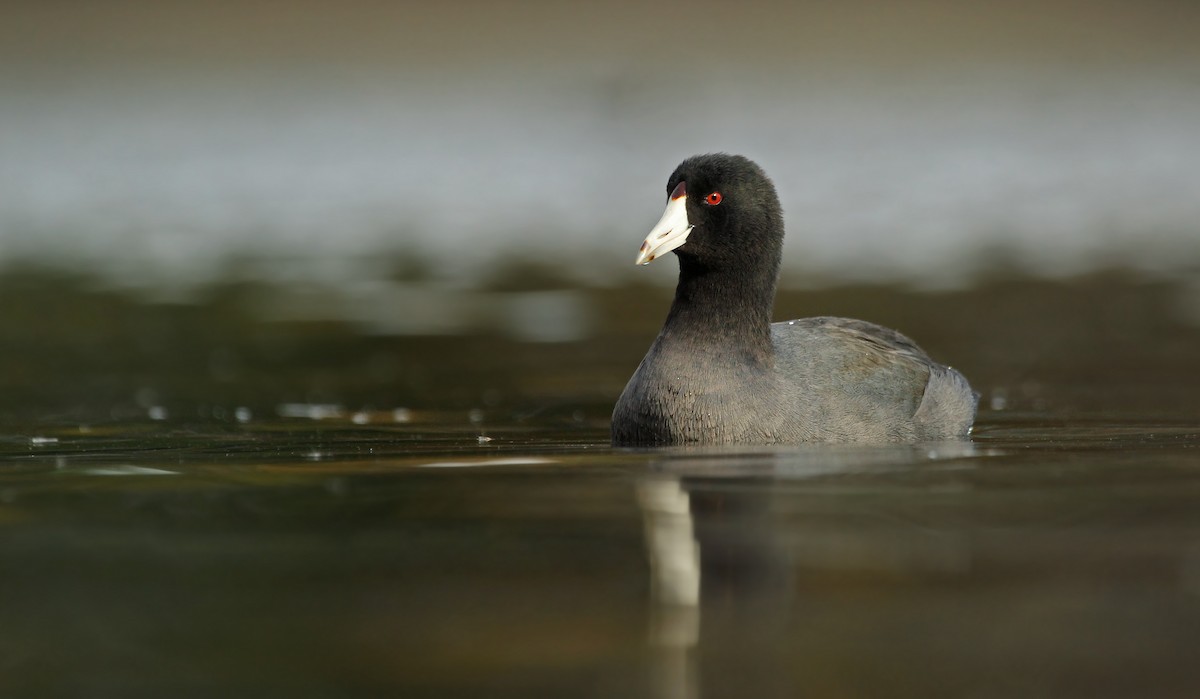 American Coot (Red-shielded) - Ryan Schain