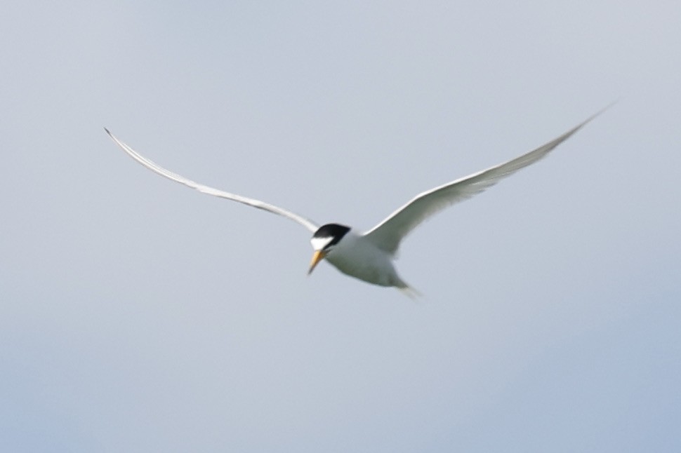 Little Tern - ML371277401