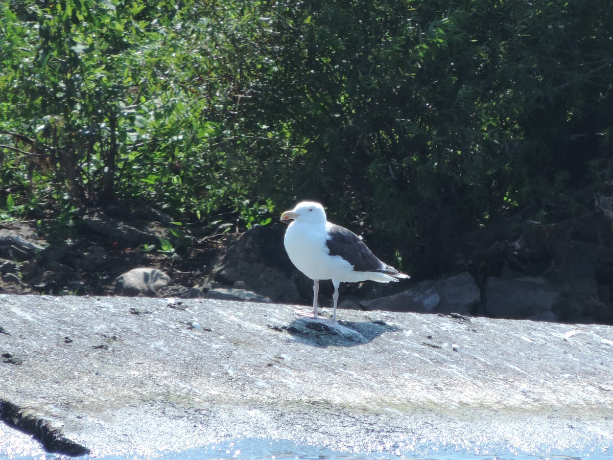 Great Black-backed Gull - ML37127771