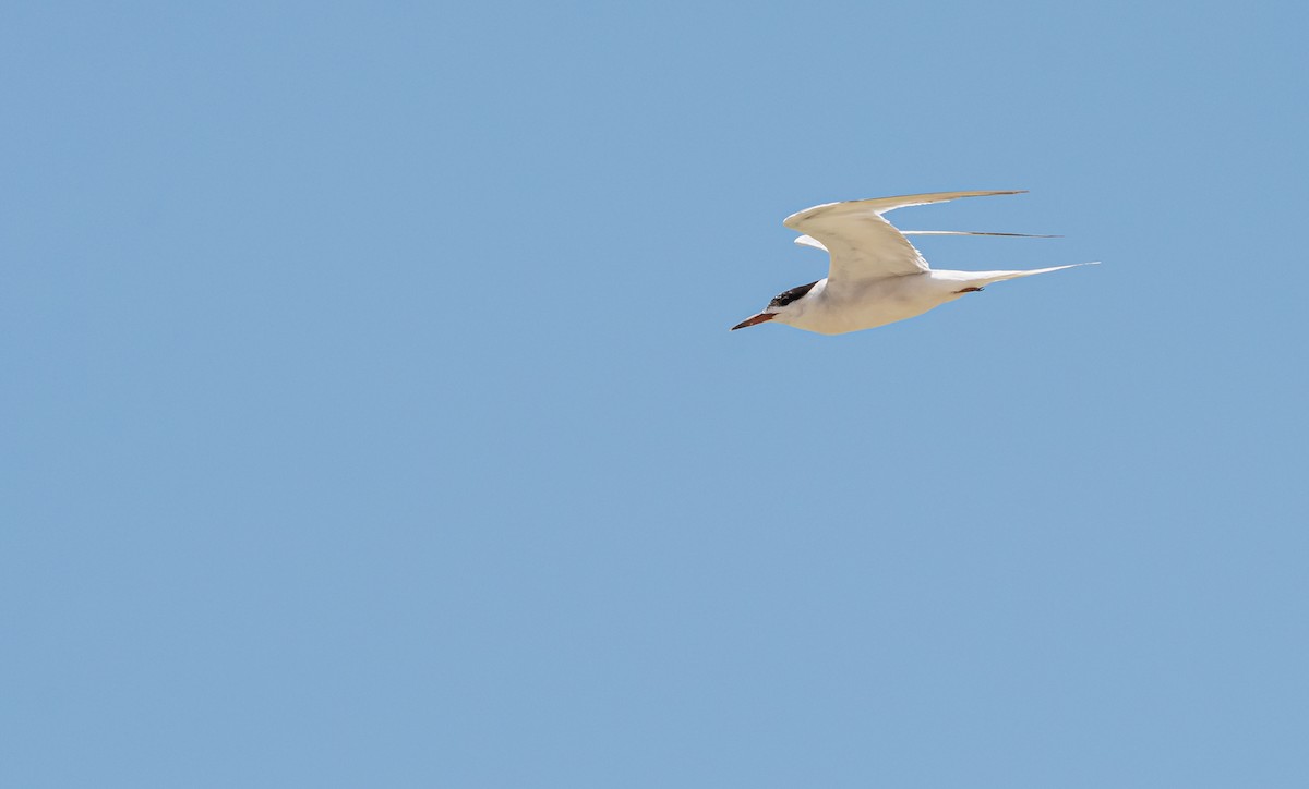 Common Tern - ML371280611