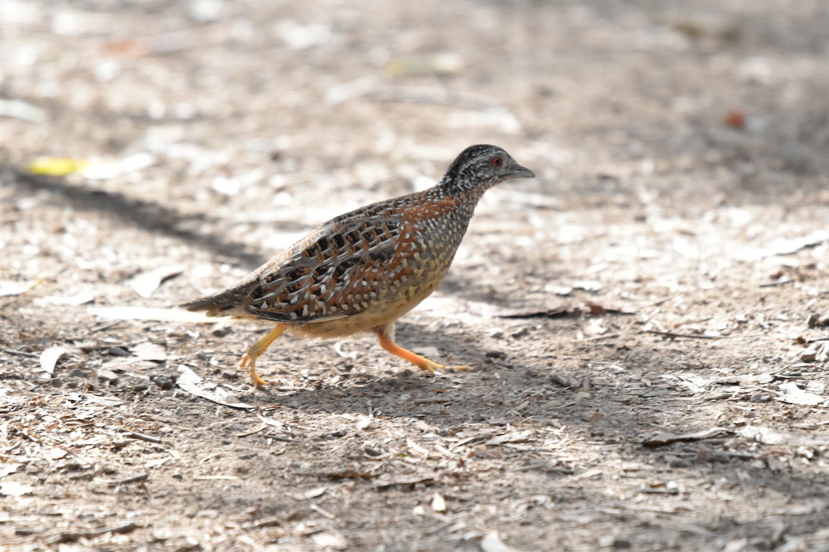 Painted Buttonquail - ML371282041