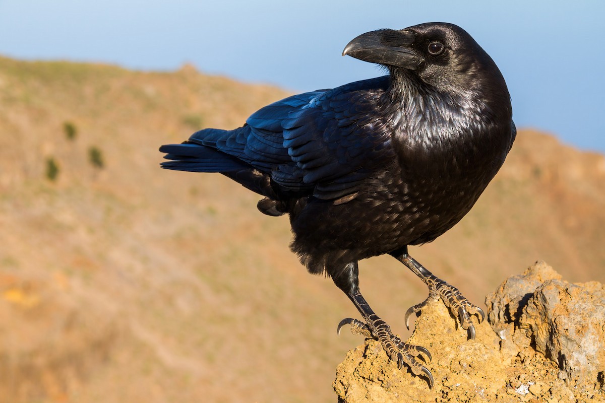 Common Raven - ML371283491