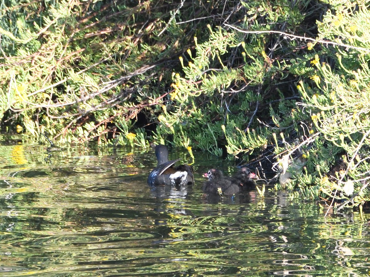 Gallinule poule-d'eau - ML371284981