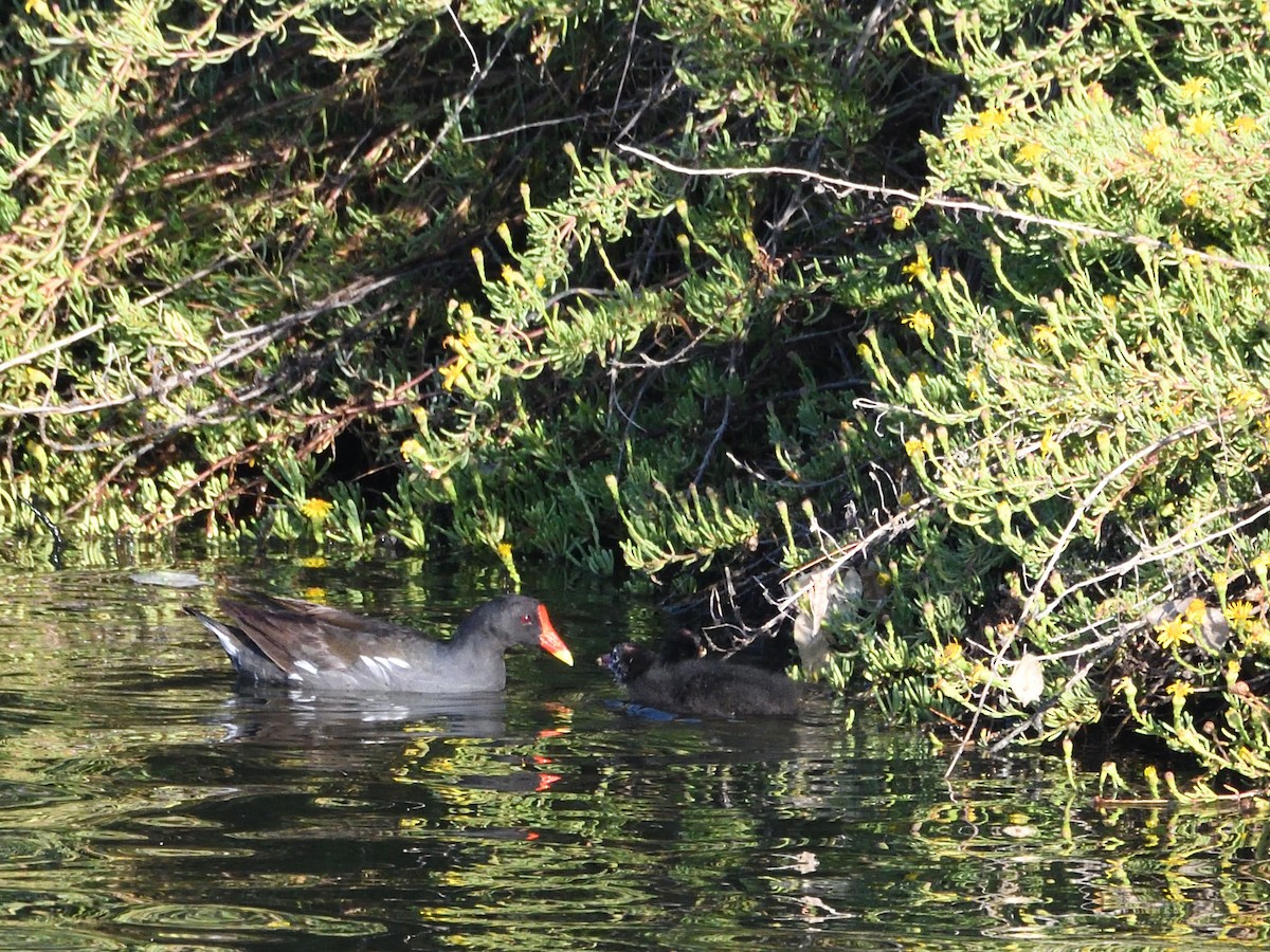 Gallinule poule-d'eau - ML371284991