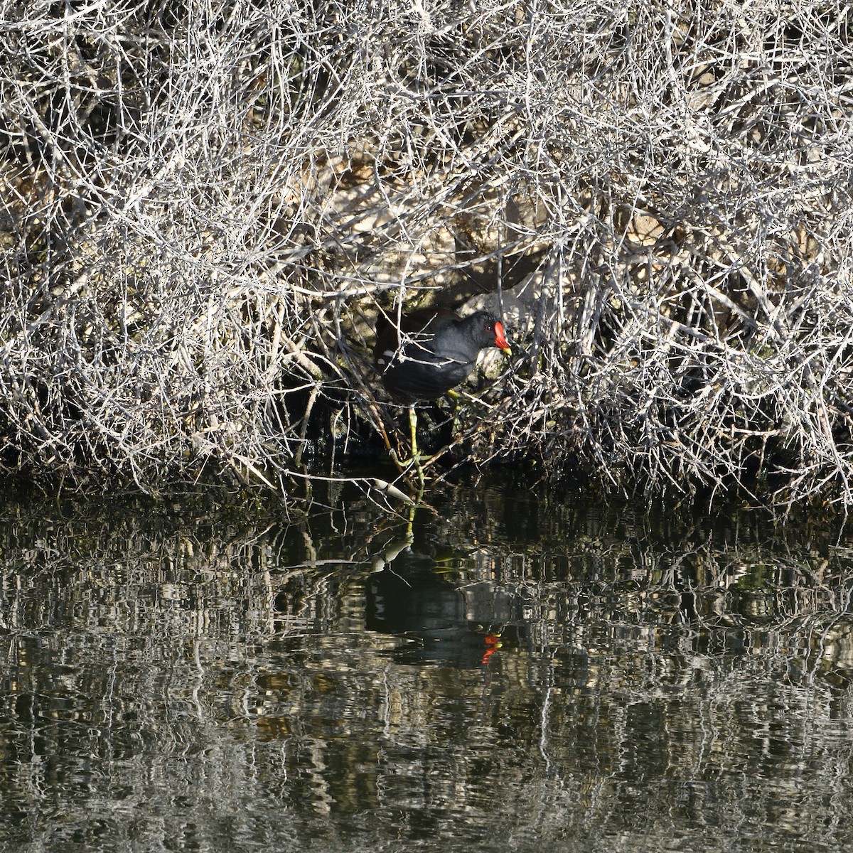 Gallinule poule-d'eau - ML371285061