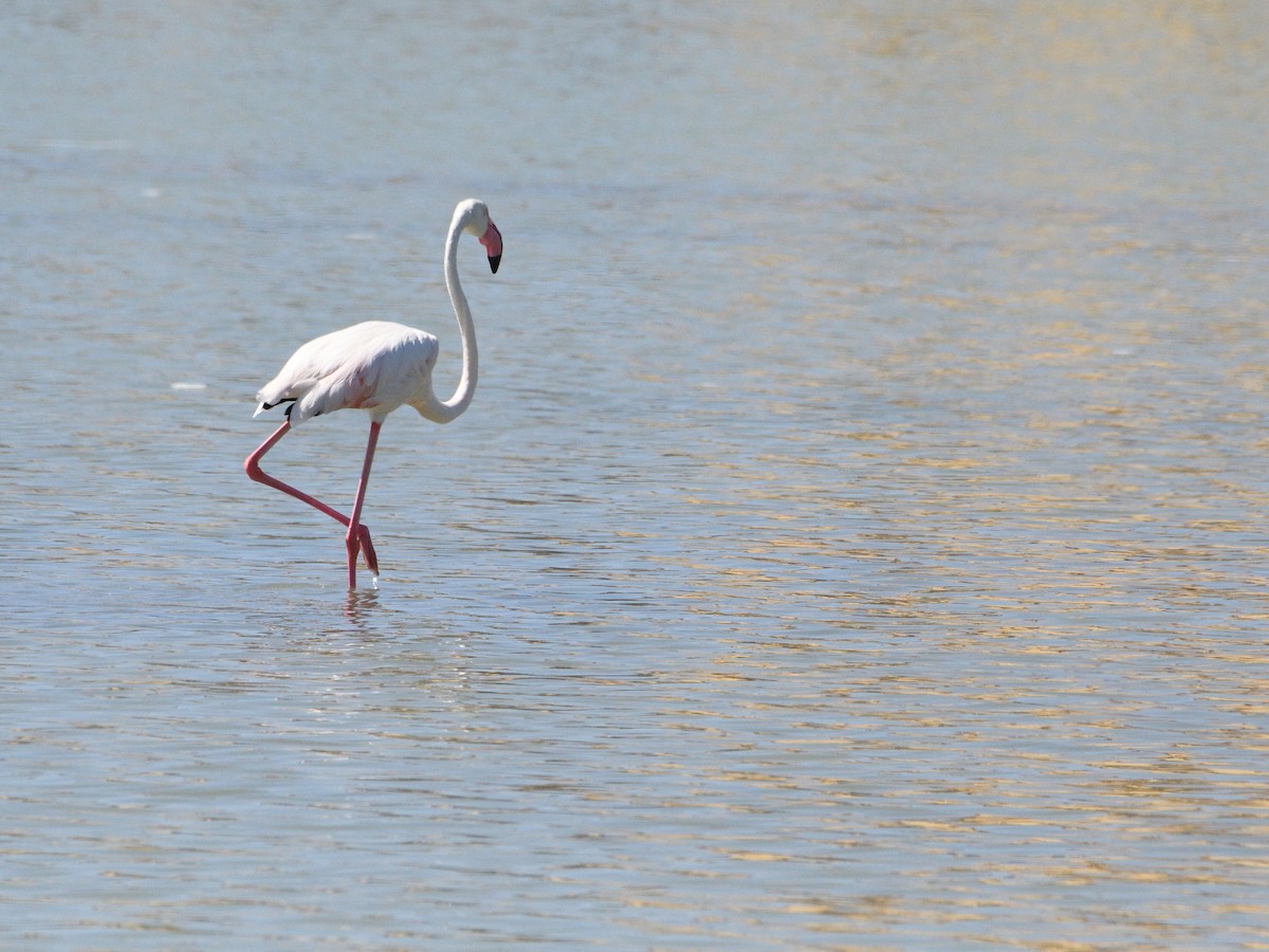 Greater Flamingo - ML371285241