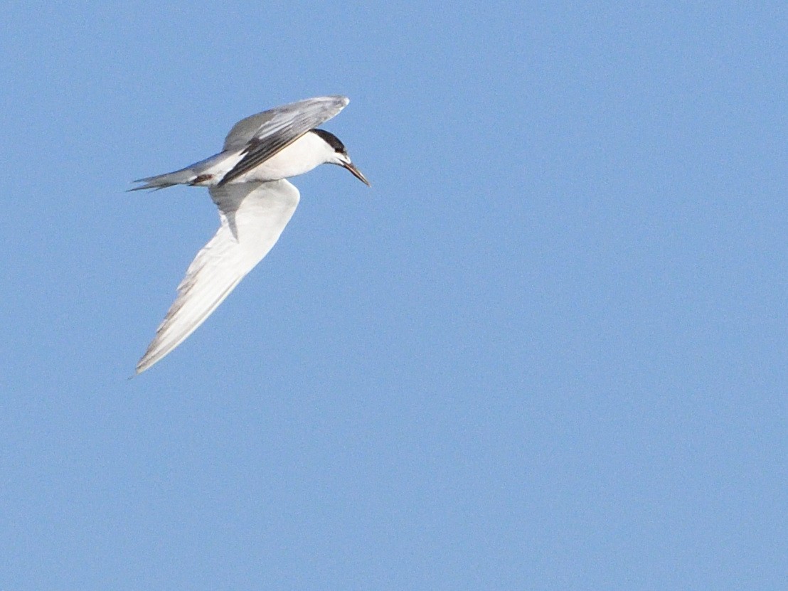 Common Tern - ML371285301