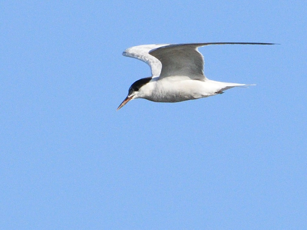 Common Tern - ML371285311