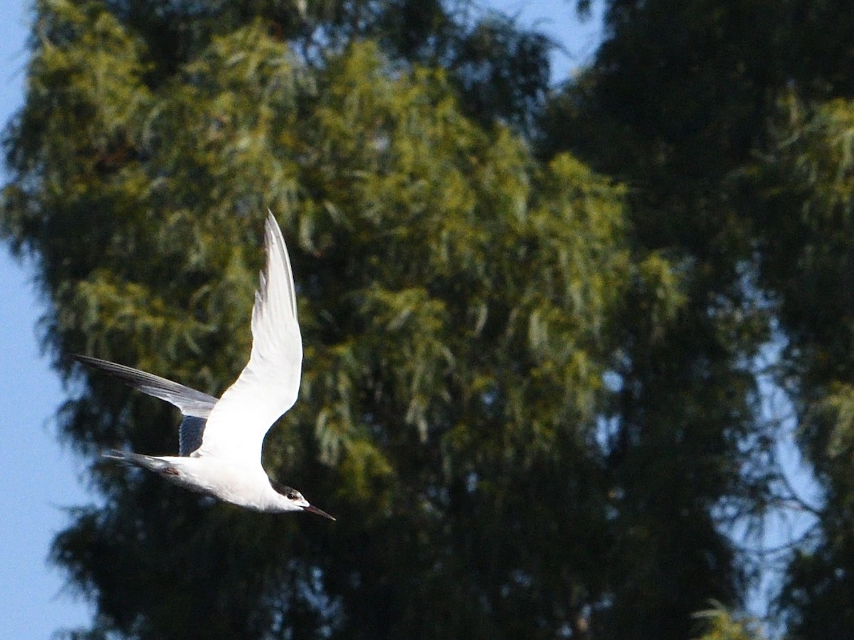 Common Tern - ML371285331