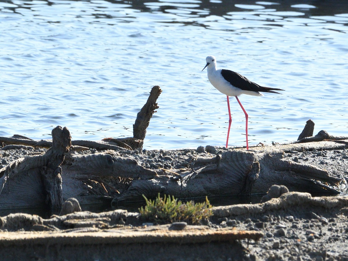 Black-winged Stilt - ML371285541