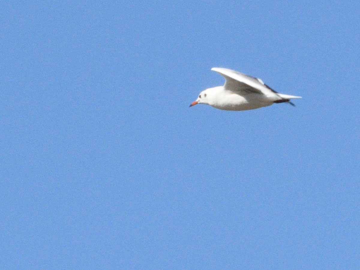Mouette rieuse - ML371285561