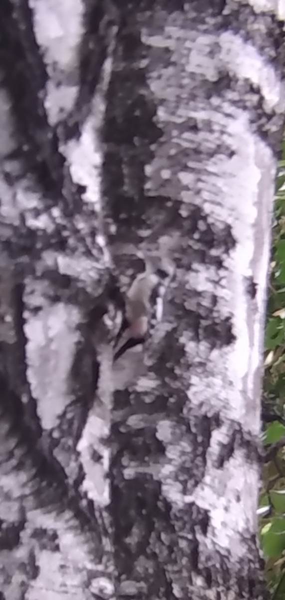 Middle Spotted Woodpecker - ML371285581