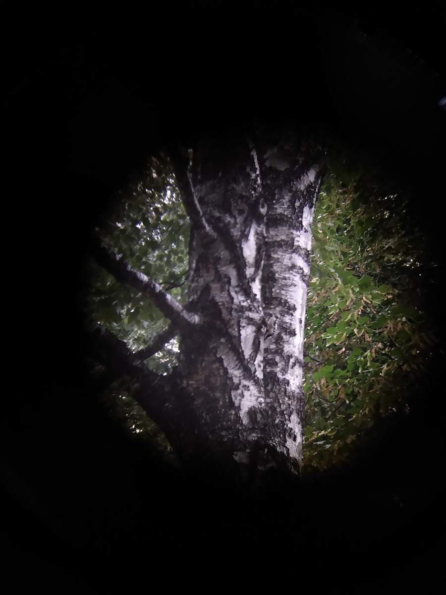 Middle Spotted Woodpecker - ML371285611