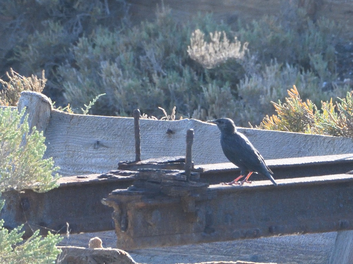 Spotless Starling - ML371285801