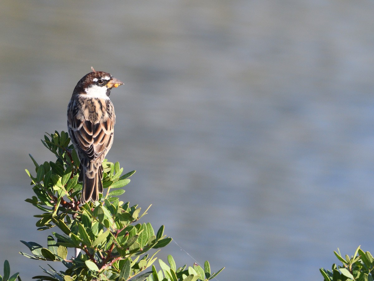 Spanish Sparrow - ML371285861