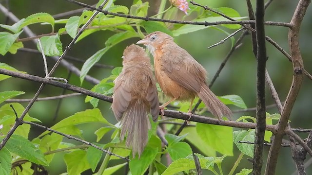 Tawny-bellied Babbler - ML371286021