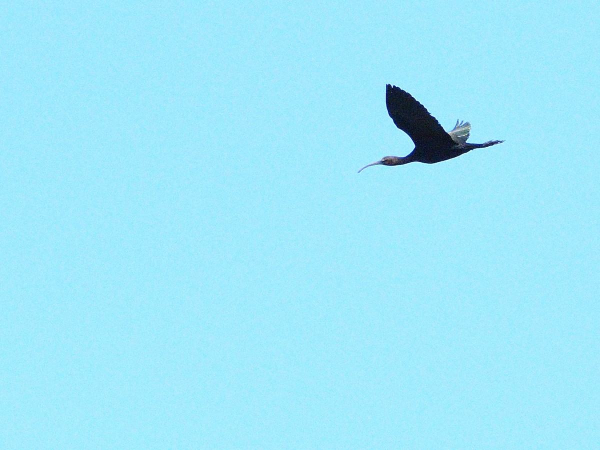 Glossy Ibis - ML371286271