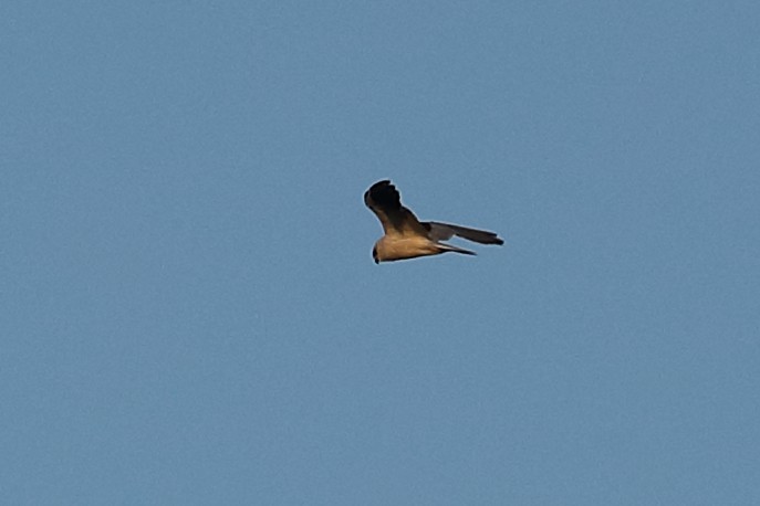 Black-shouldered Kite - Todd Burrows