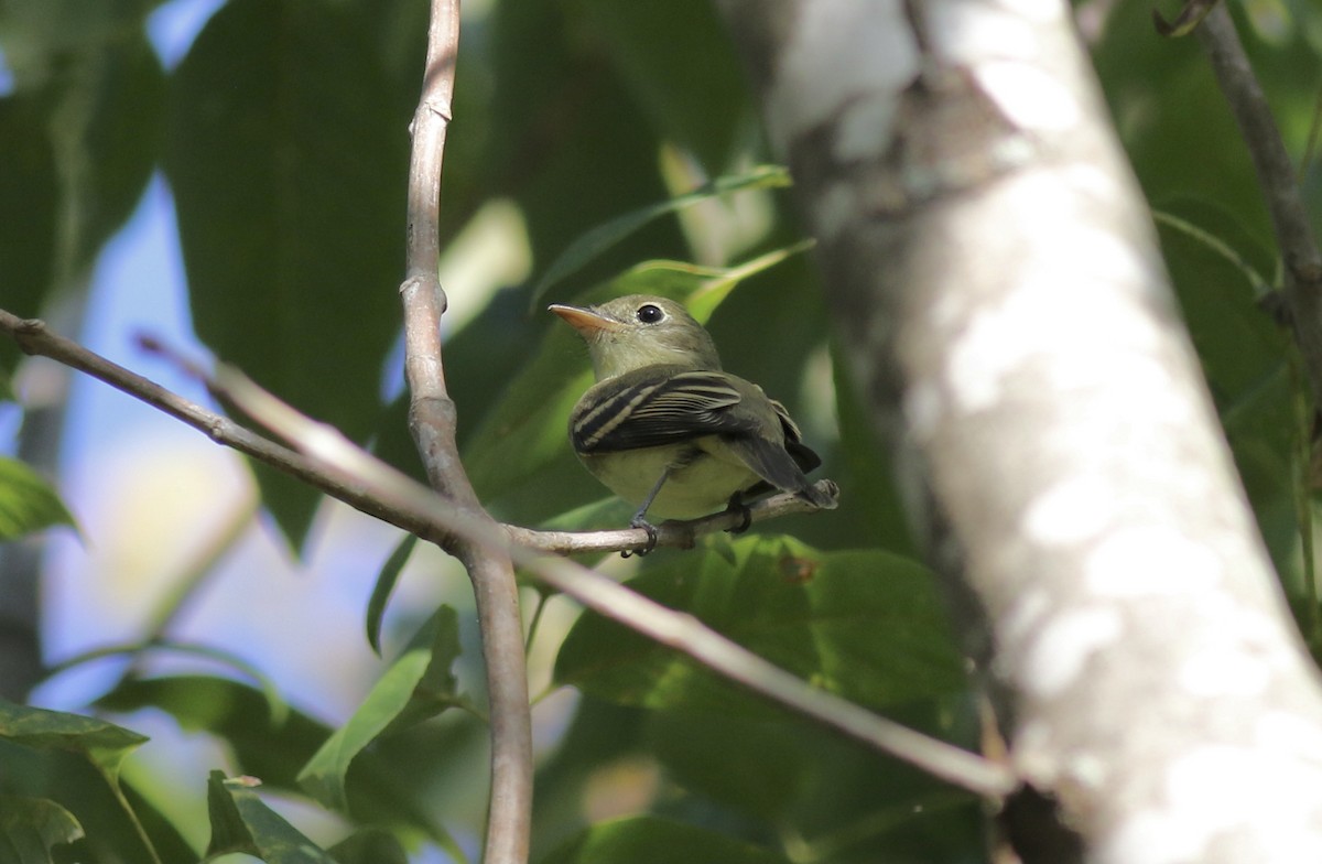 Empidonax sp. - ML371288011