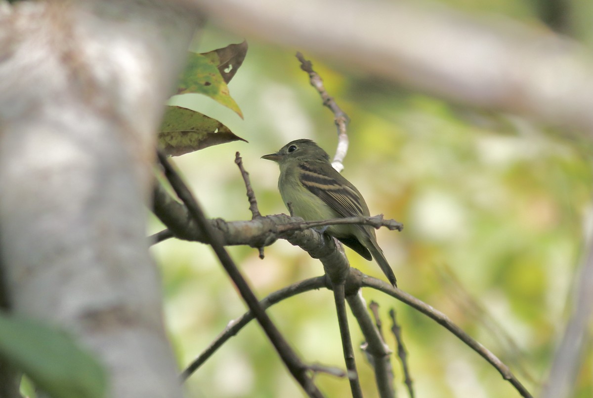 Empidonax sp. - ML371288041