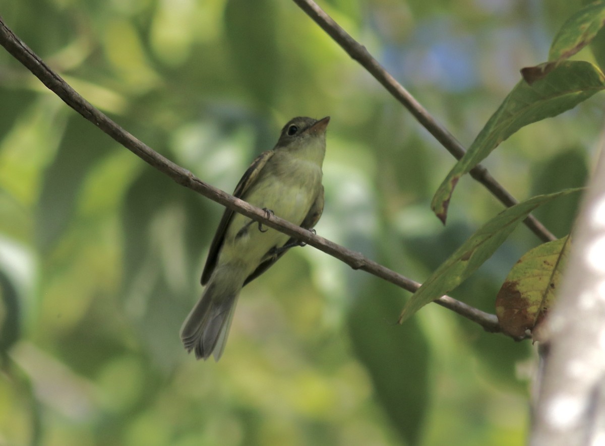 Empidonax sp. - ML371288051