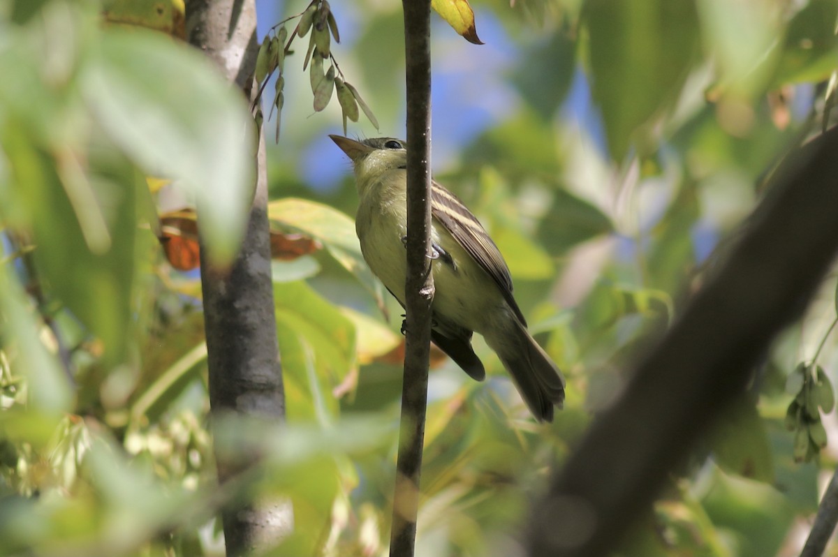 Empidonax sp. - ML371288081