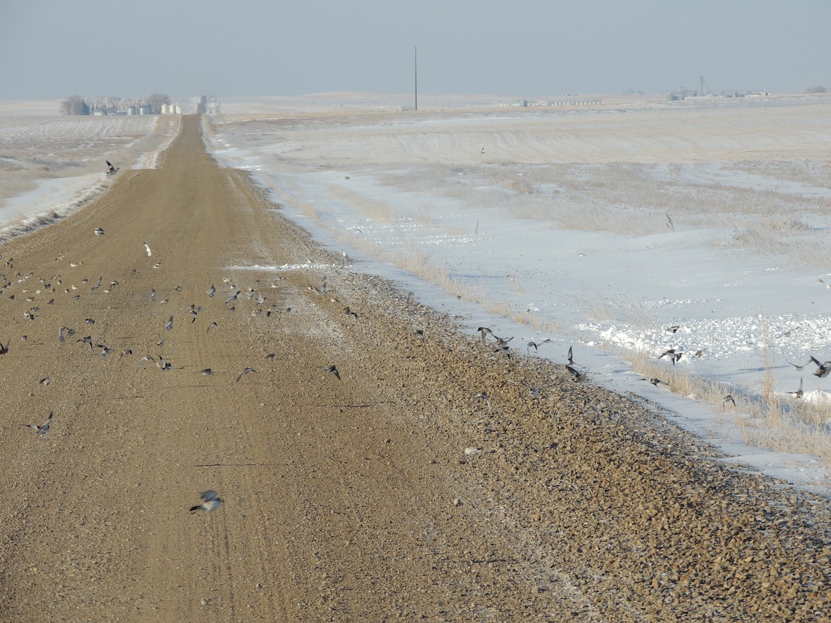 Snow Bunting - ML37128821