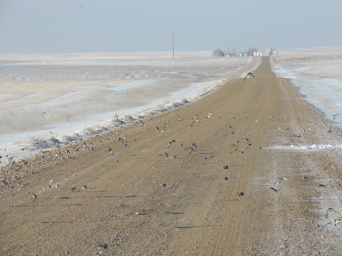 Snow Bunting - ML37128991