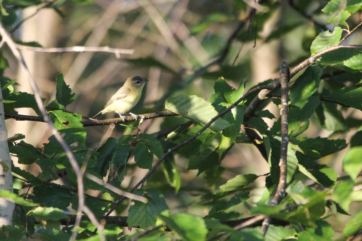 Philadelphiavireo - ML371289941