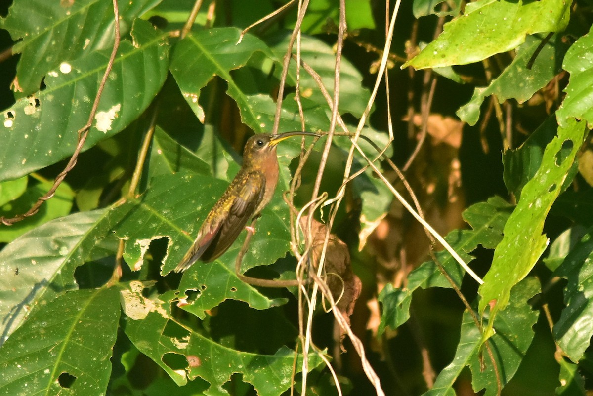 Rufous-breasted Hermit - ML371290021