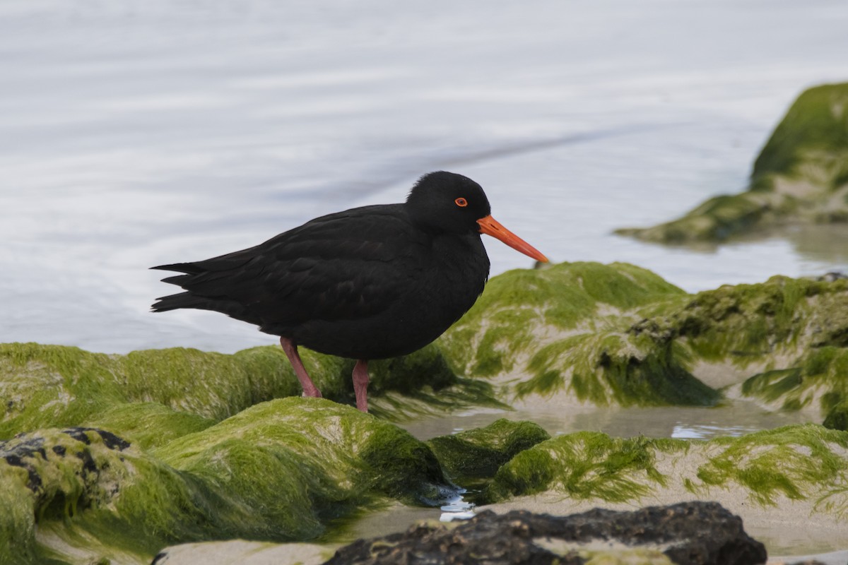 Sooty Oystercatcher - ML371291681