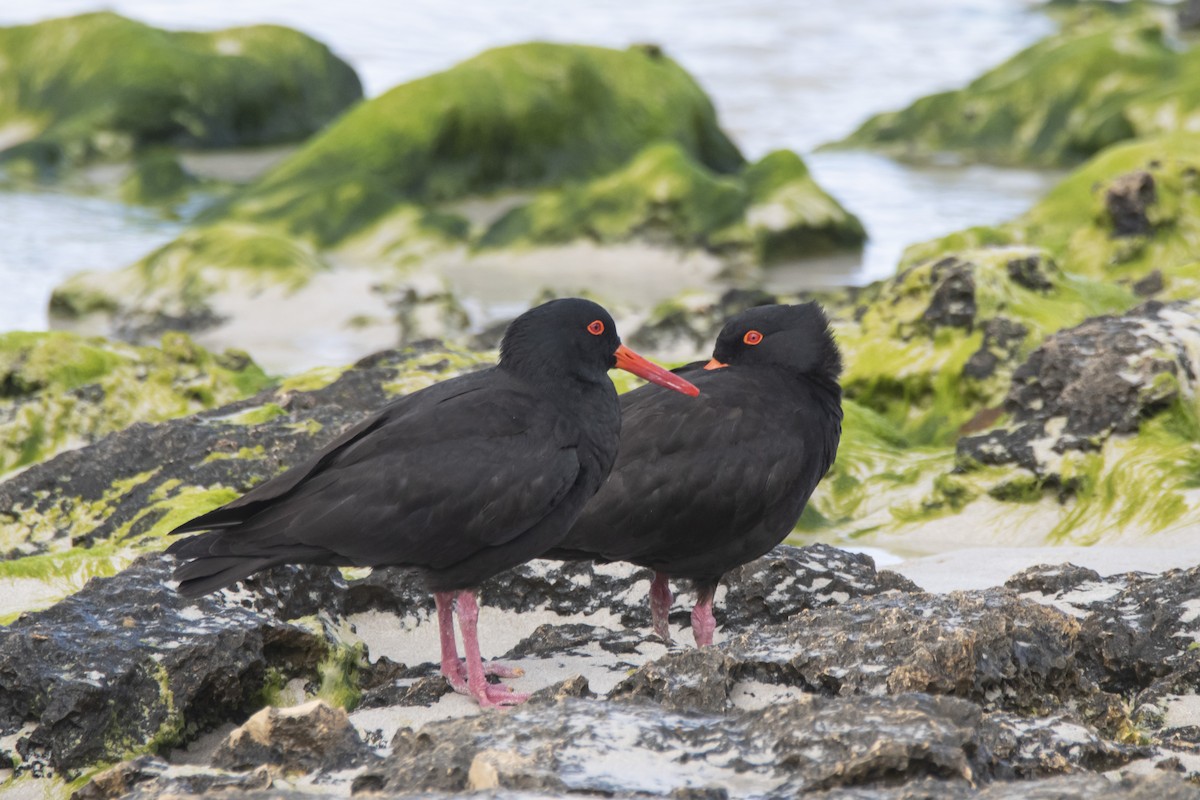 Sooty Oystercatcher - ML371291741