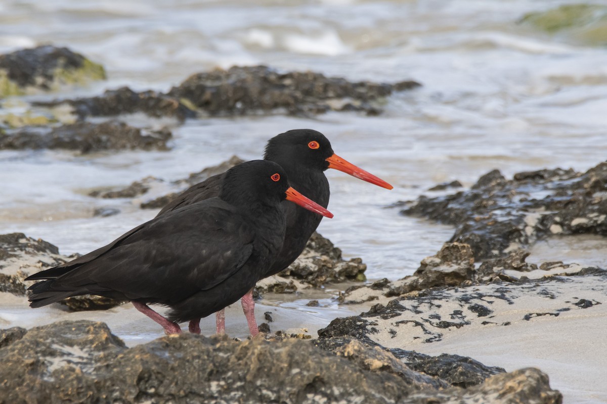 Sooty Oystercatcher - ML371291771