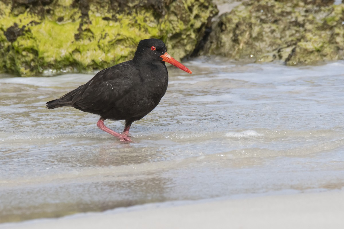 Sooty Oystercatcher - ML371291901