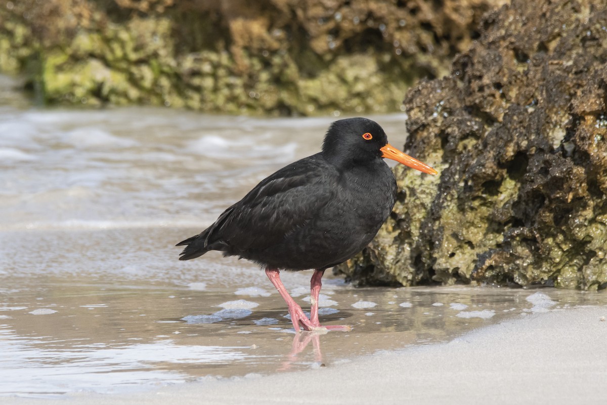 Sooty Oystercatcher - ML371291931