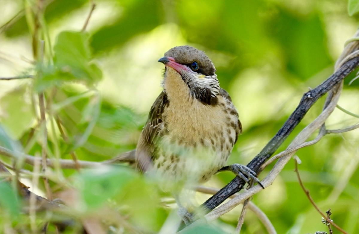 Spiny-cheeked Honeyeater - ML371293251