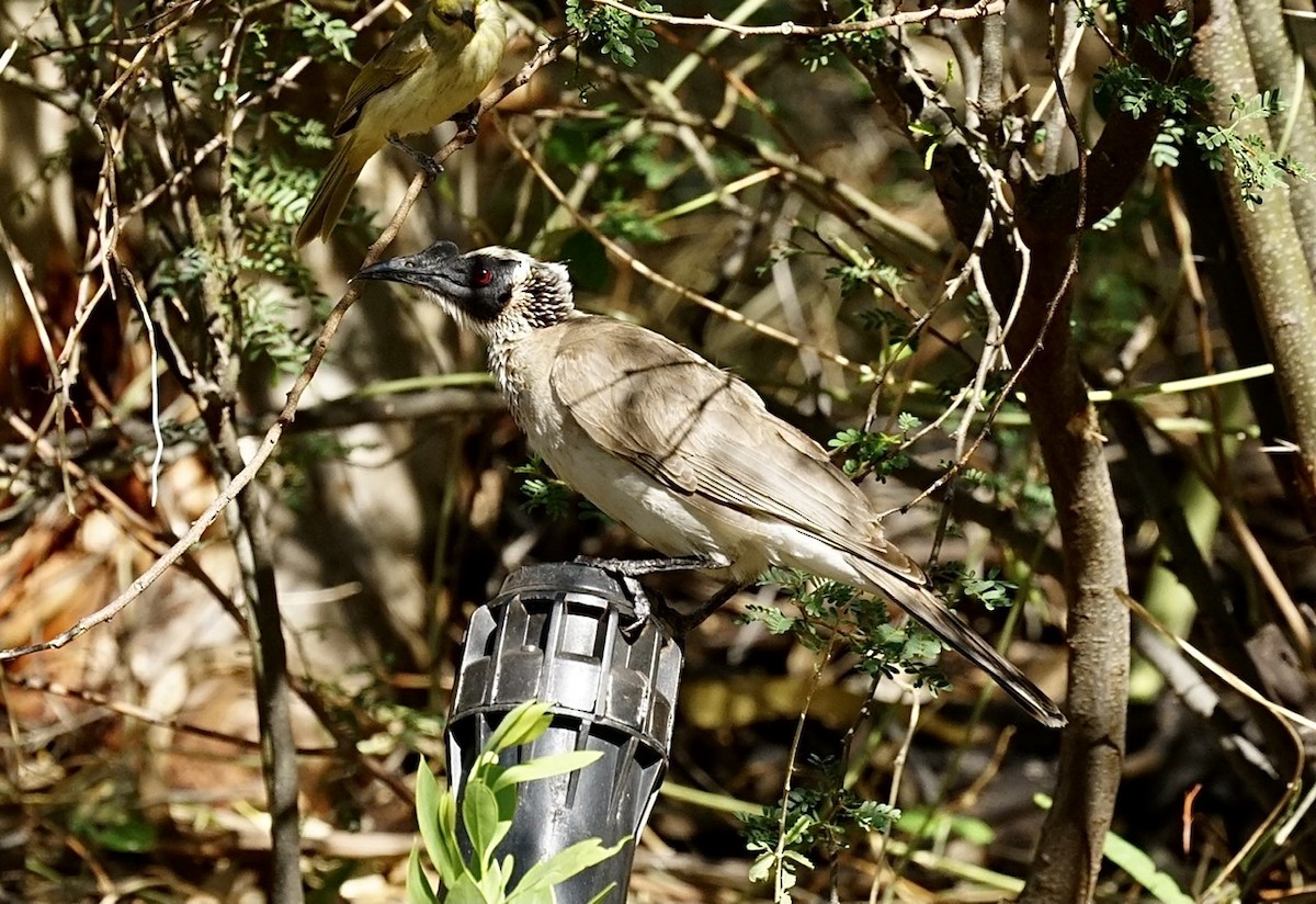 Silver-crowned Friarbird - ML371293631