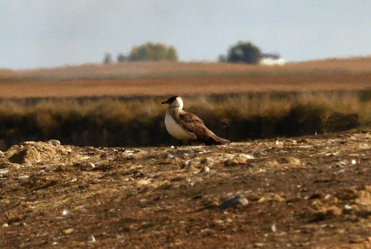 Págalo Parásito - ML371293931