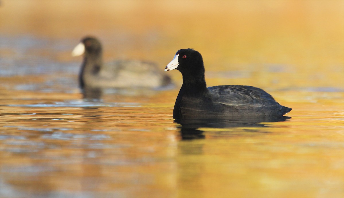 American Coot (Red-shielded) - Ryan Schain